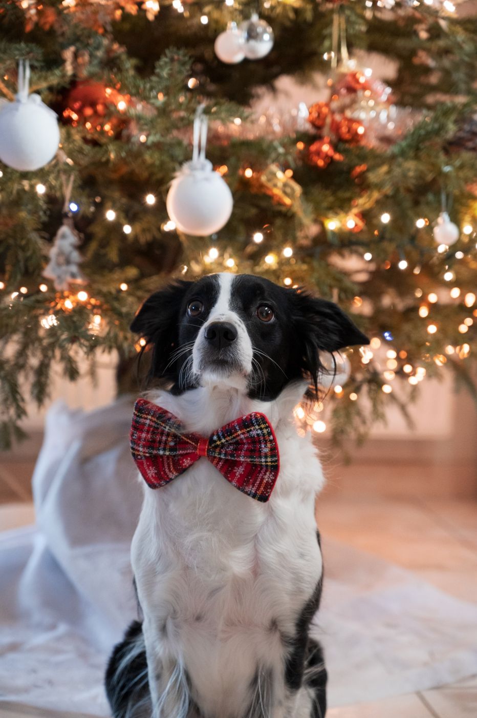 Chien avec un nœud papillon devant le sapin de Noël
