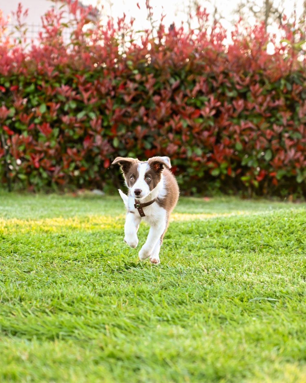 Chiot qui court dans l'herbe