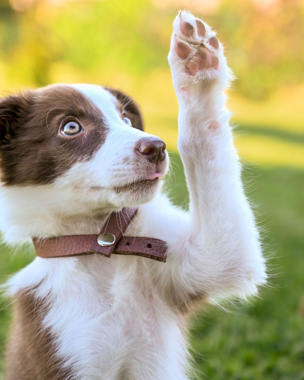 Chiot border collie donnant la patte